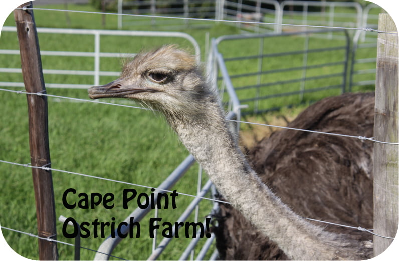 Ostrich-farm