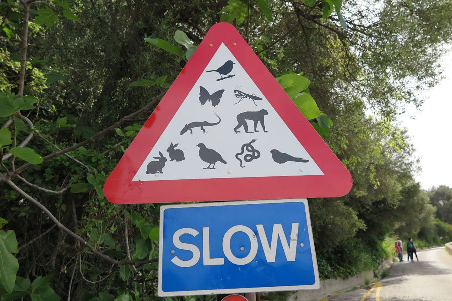 Wildlife sign at Gibraltar rock