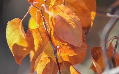 Inside attractions to do in autumn