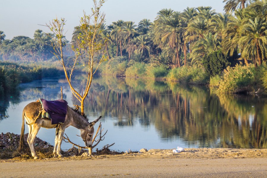 Donkey by the lake in Luxor Egypt