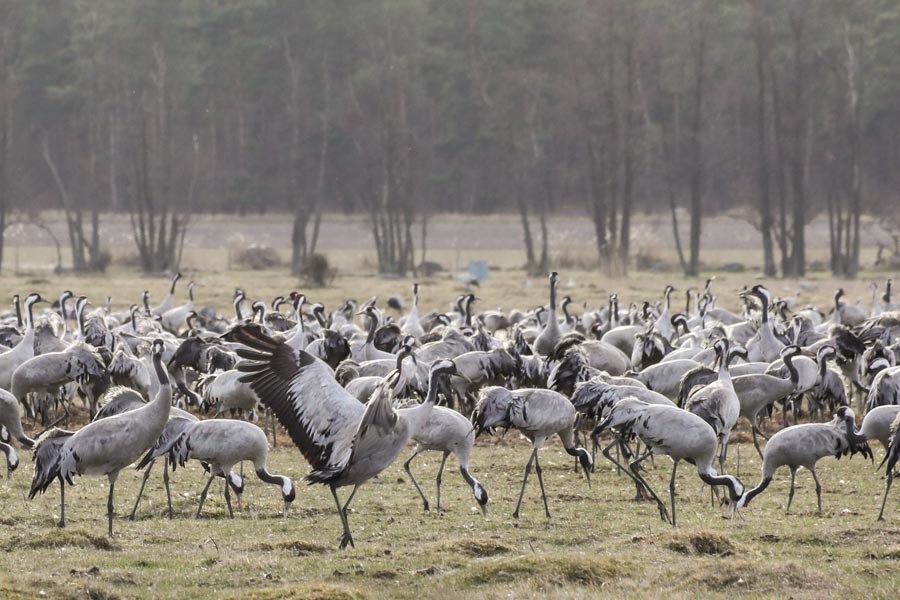 Cranes at Pulken Sweden