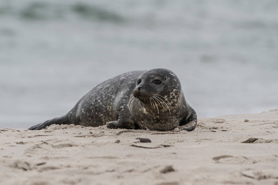 Seal at Grenen Denmark