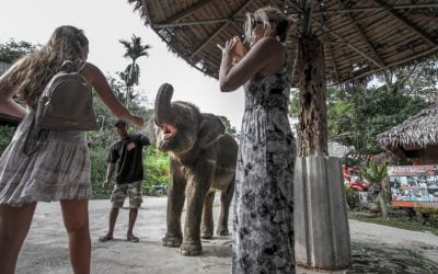 Elephant Tourism – What is your responsibility?