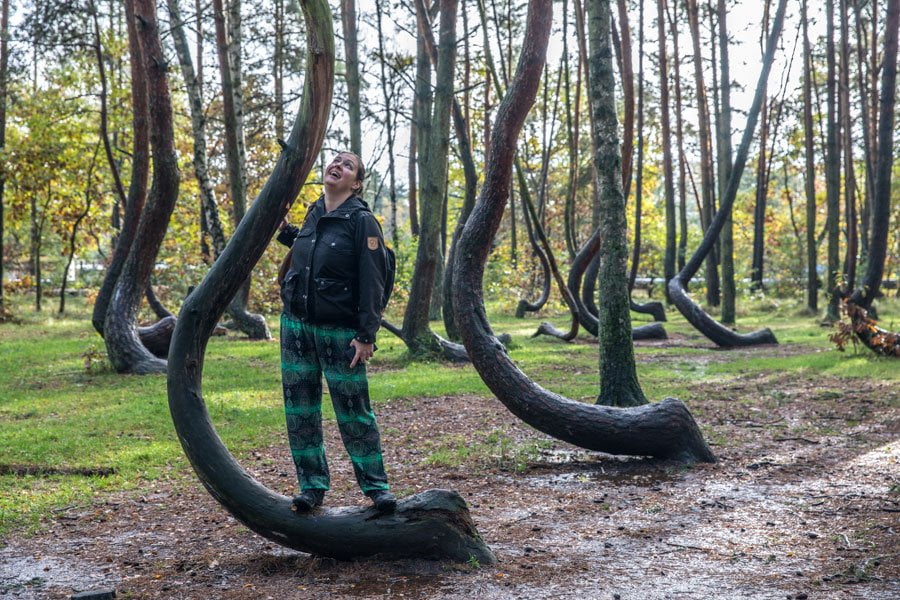 Crooked forest in Poland