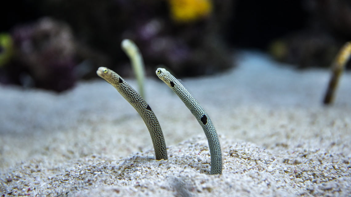 sand eels at the Oceanarium in Lisbon
