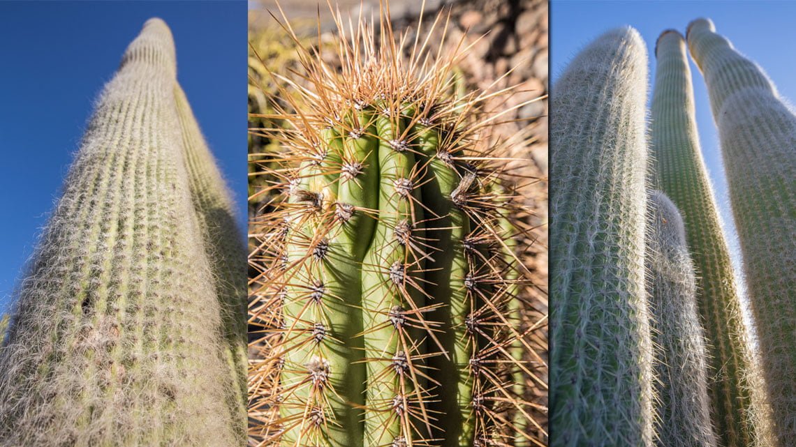 Jardin de cactus, Lanzarote