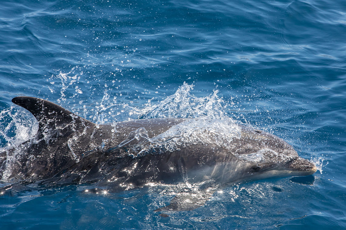 Whale and dolphin watching in La Gomera