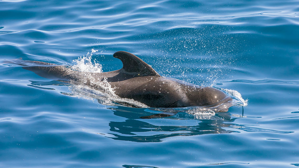 Whale and dolphin watching in La Gomera