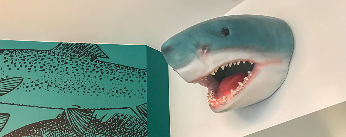 Shark on the wall
