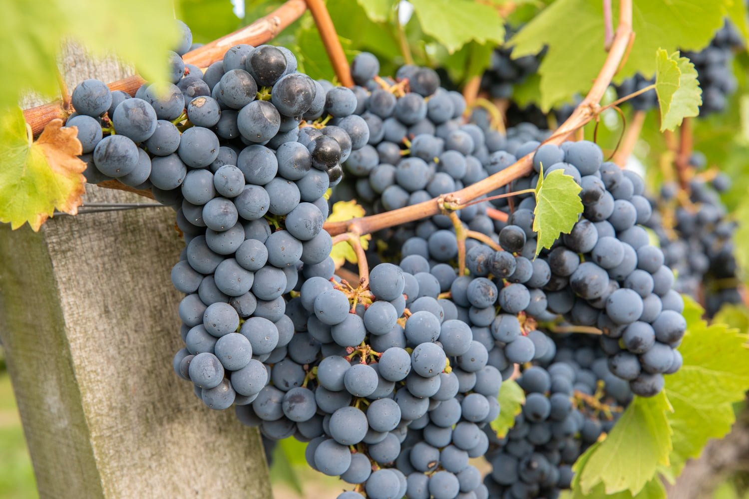 Regent grapes