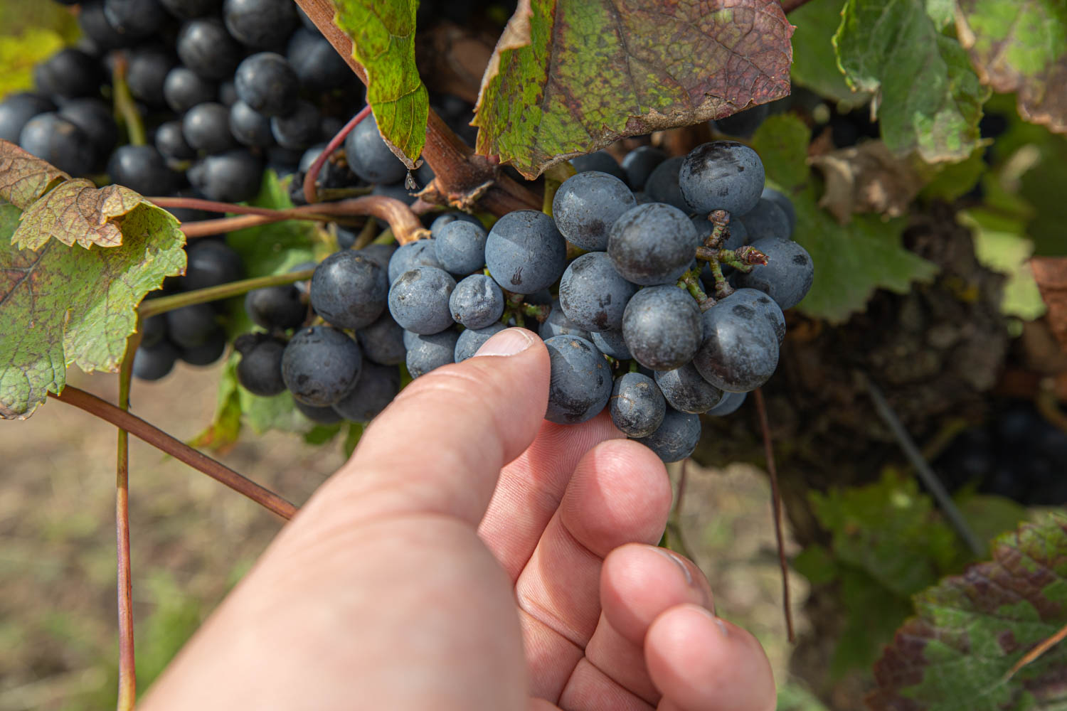 Ripe Red Grapes picked by hand
