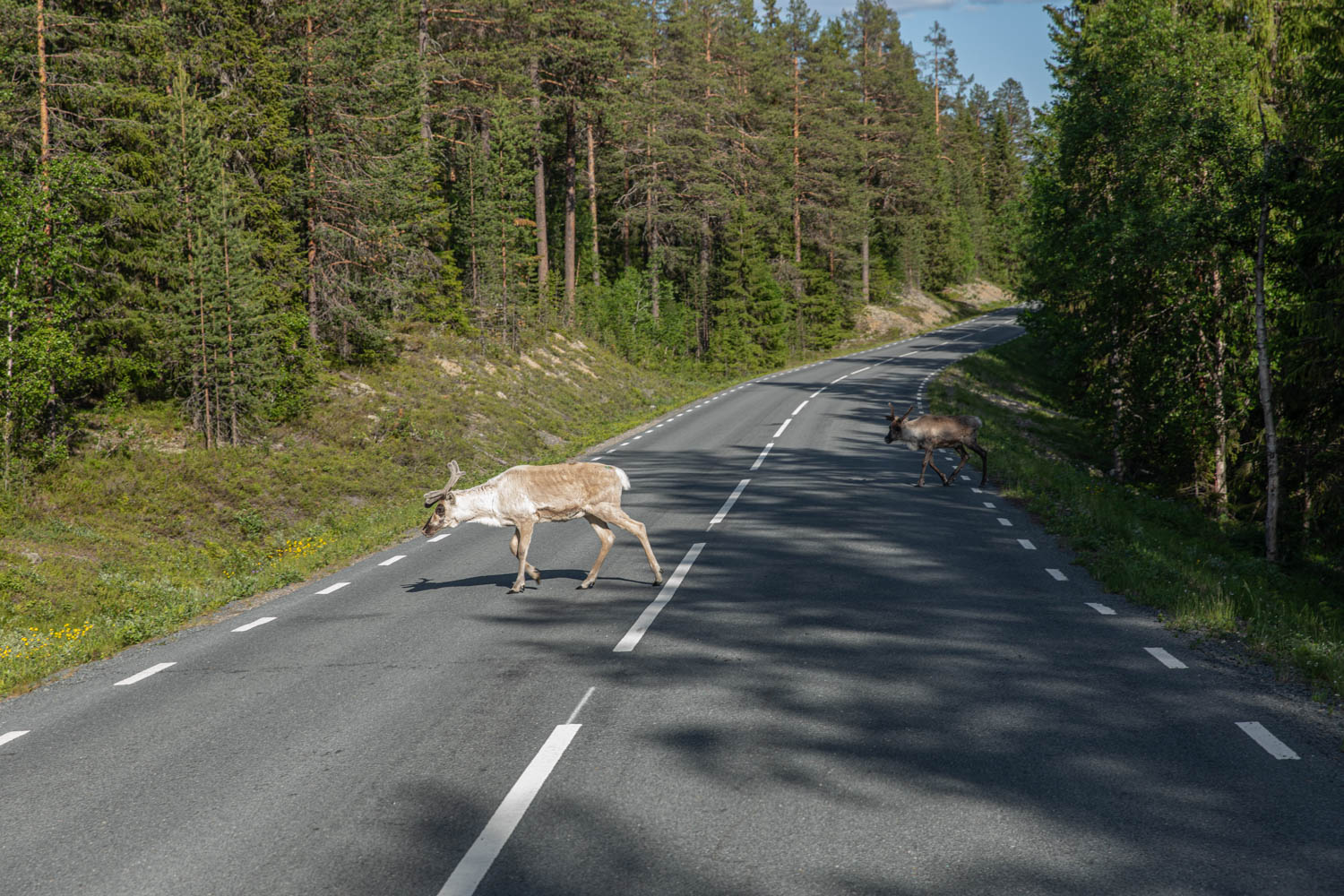 reindeer crossing the road in summer - Dalarna , Sweden