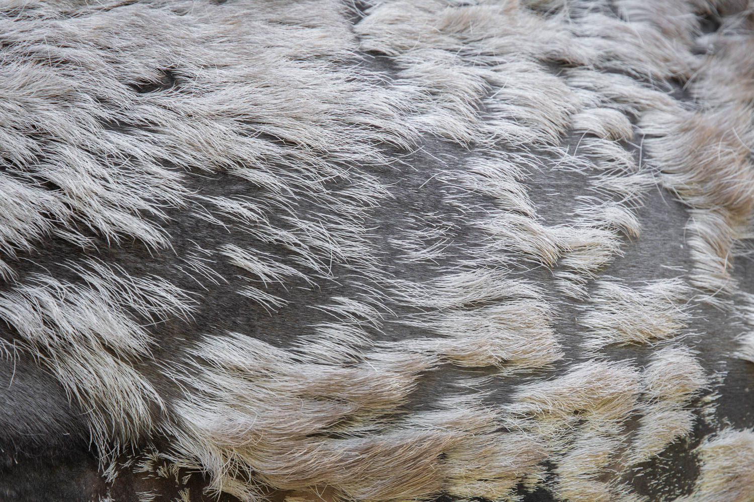 The fur of a Reindeer in Dalarna