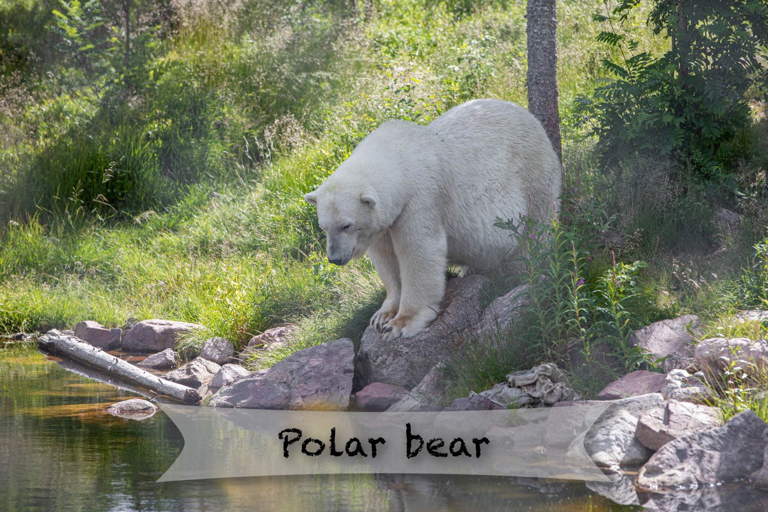 Orsa rovdjurspark - Polar bear