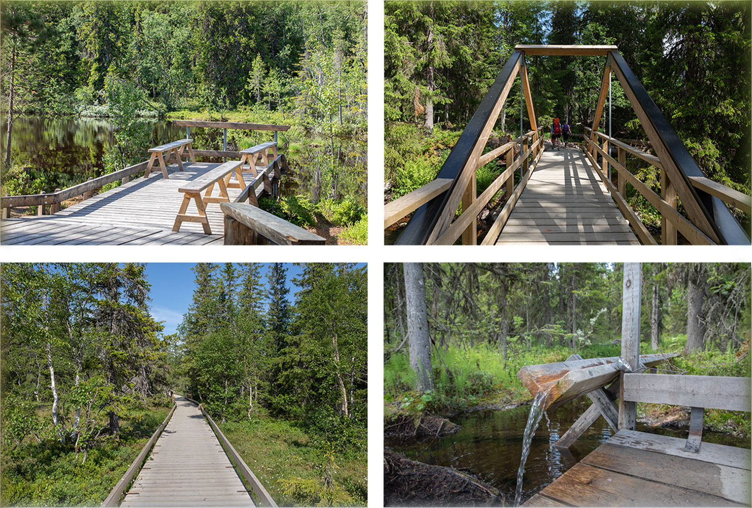 Walk along footbridges in the national parkWalk along footbridges in the national park