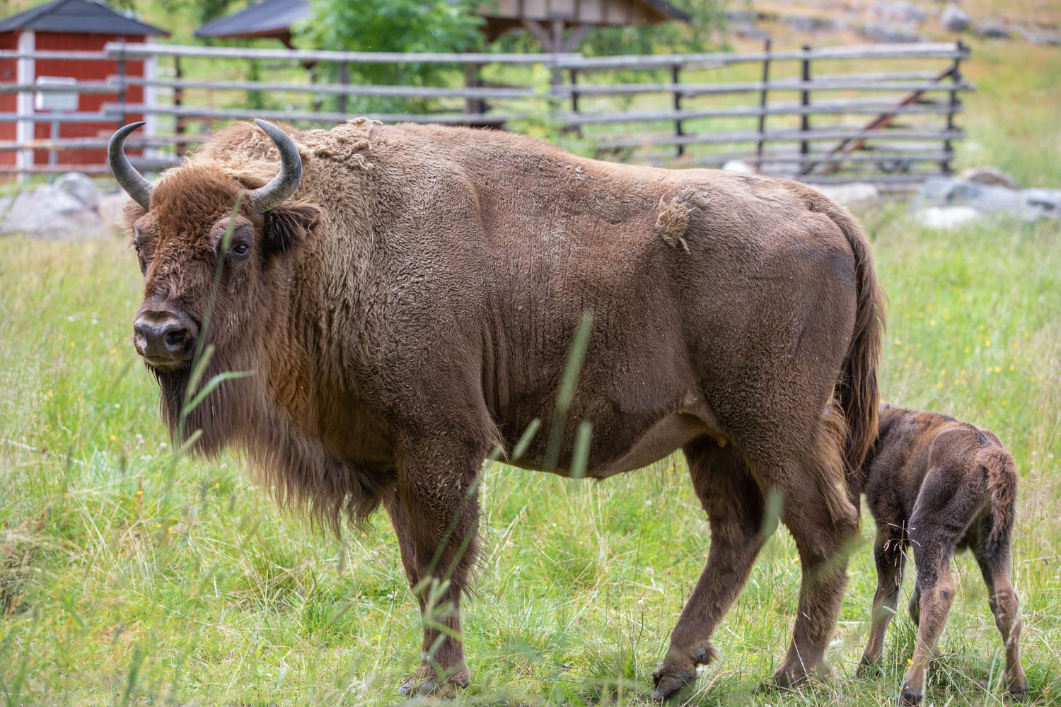 A European Bison with a bison baby at Avesta Visentpark