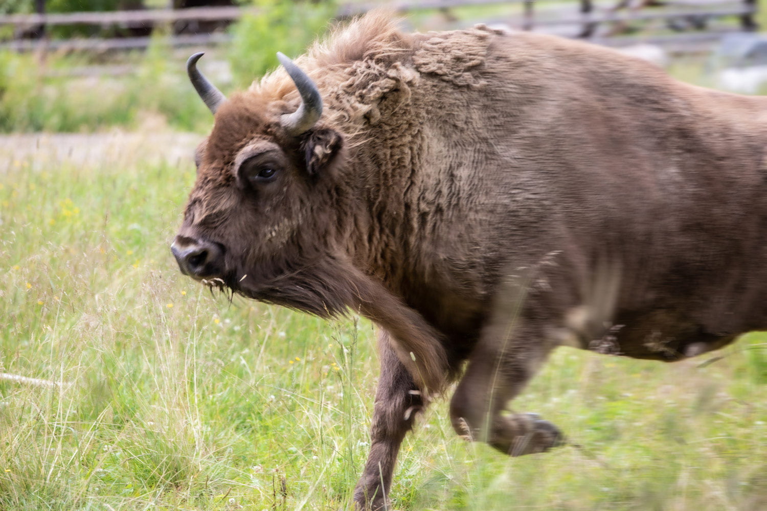 The European bison is a fast runner