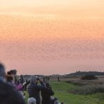 Sort sol Denmark - Watch Starlings and the sunset.