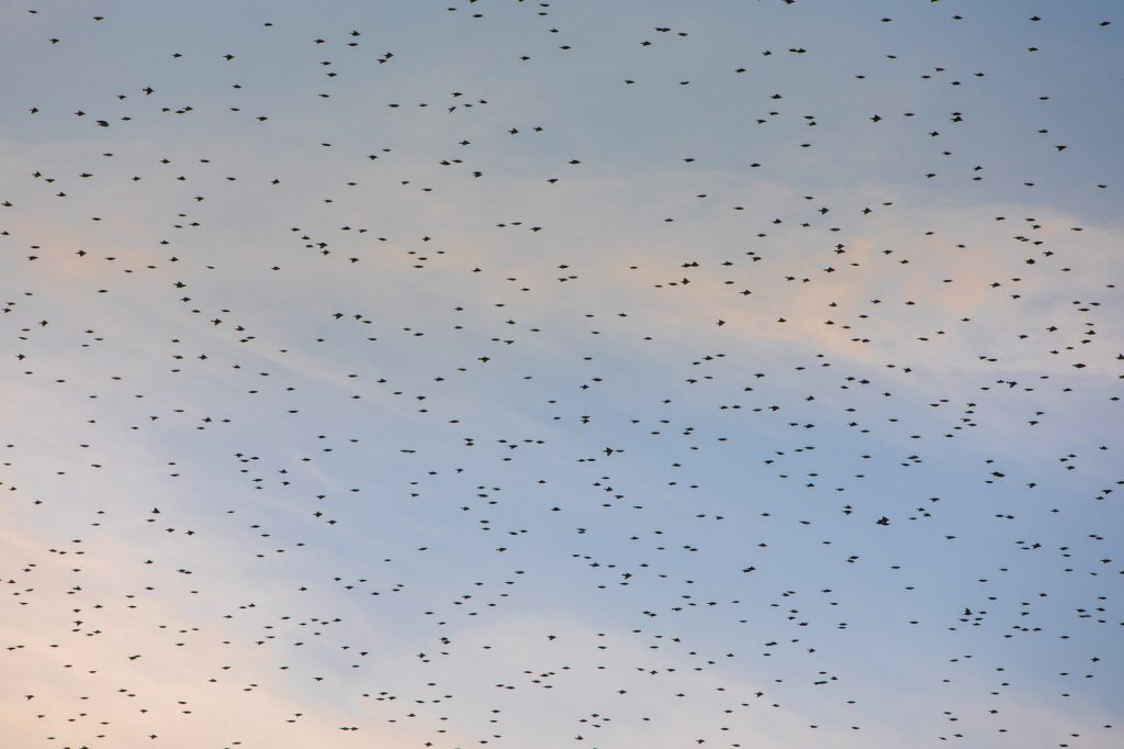 Starlings against the sky.