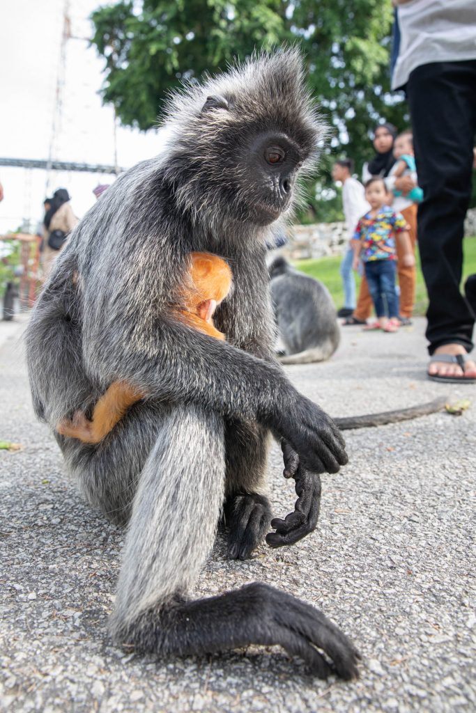 Monkeys in Malaysia