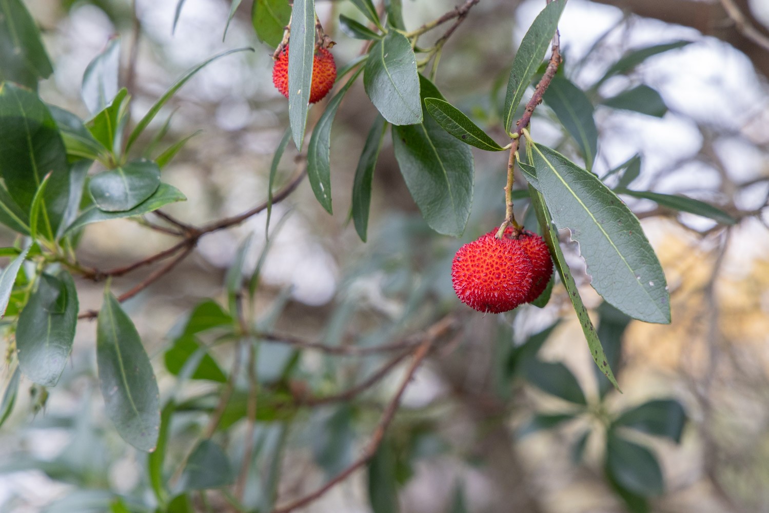Strawberry from a strawberry tree