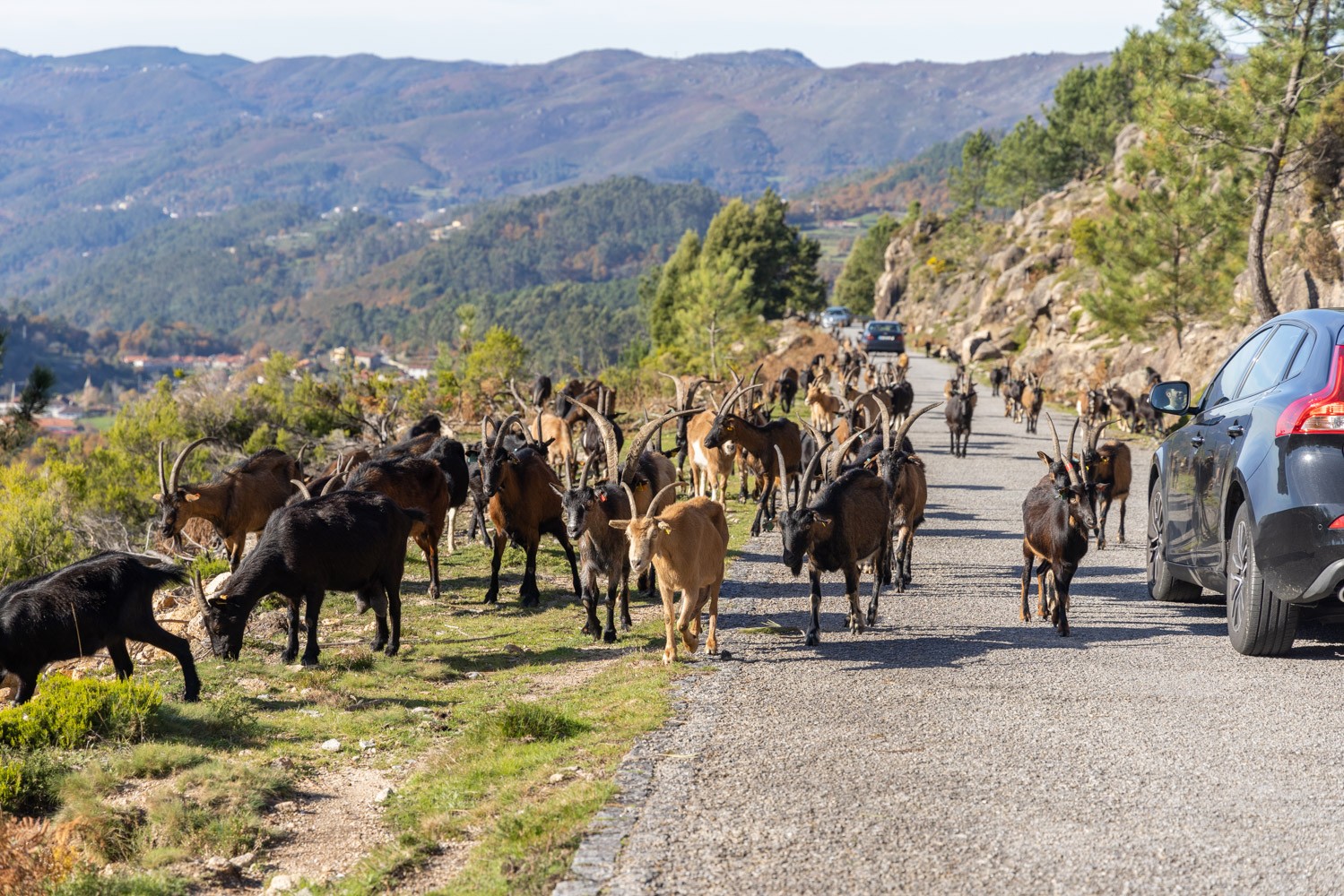 Goats on the road in Geres national park