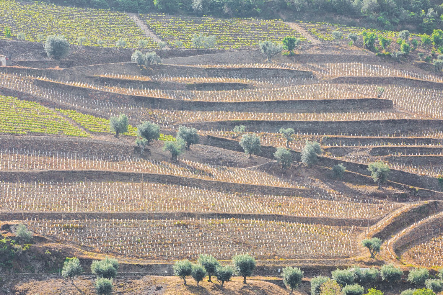 Douro valley Vineyard