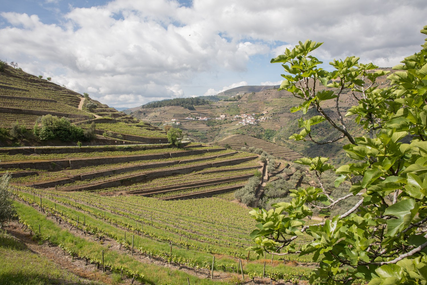 Douro valley Vineyard