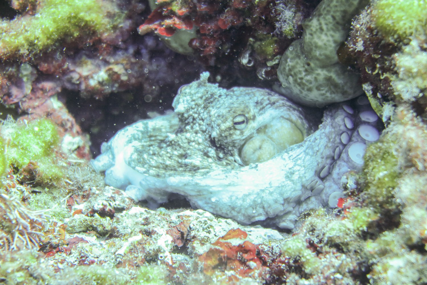 Scuba Diving in Formentera